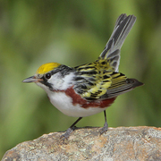 Breeding male. Note: yellow crown, white cheeks, and extensive chestnut flanks.