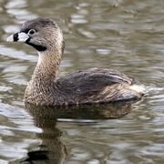 Breeding adult. Note: black band around bill.